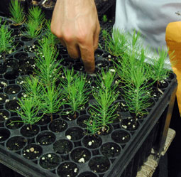 Loblolly seedlings from Bastrop, Texas