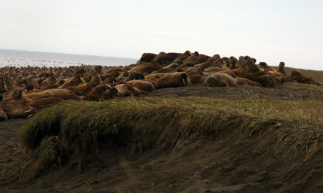 Walruses on a beach near Point Lay, Alaska in September 2010