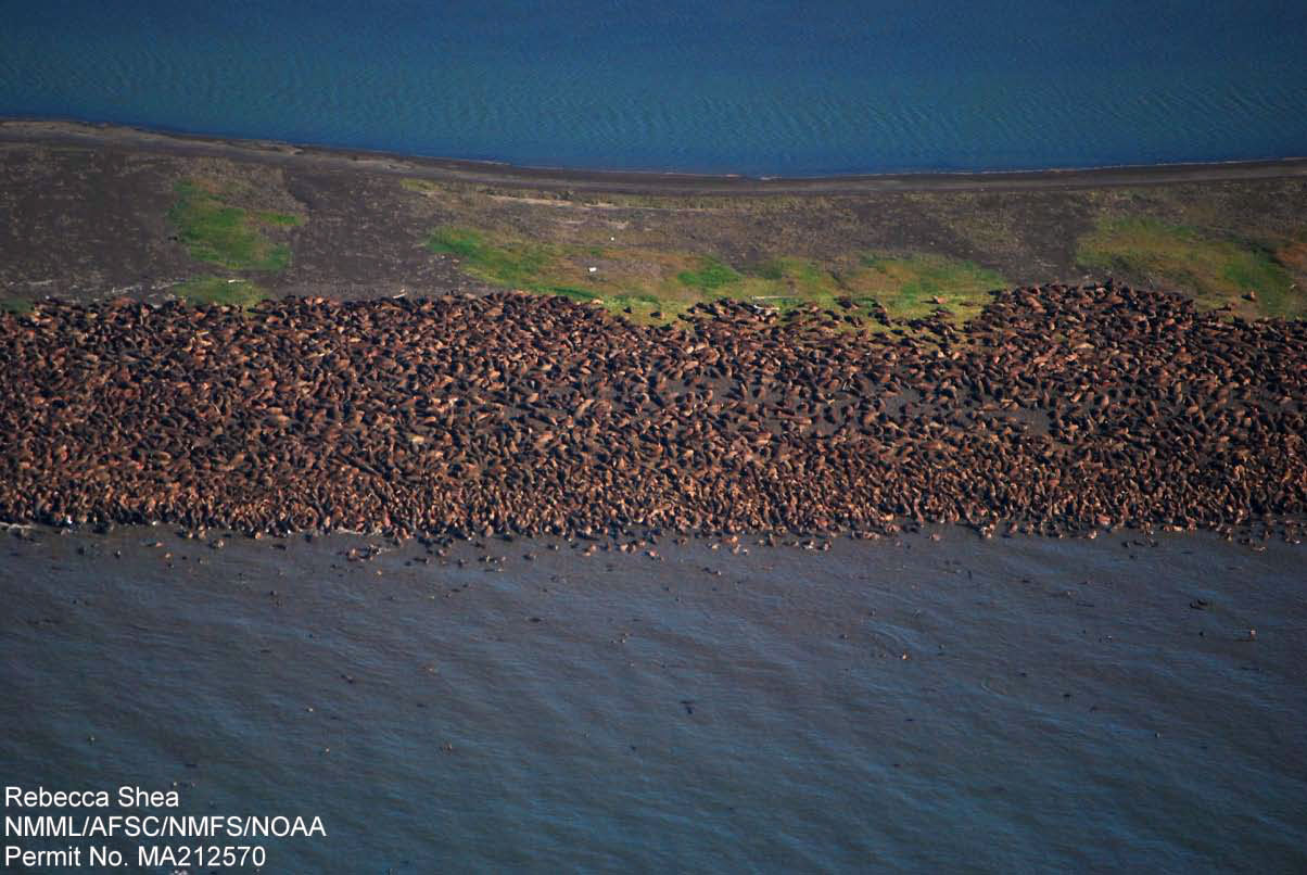 Aerial photo of walruses beached near Point Lay, Alaske in September 2011 Aerial photo of walruses beached near Point Lay, Alaske in September 2011